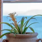 Corfu Maris 4* بينيتسيس